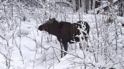 С начала года возбудили три уголовных дела по фактам браконьерства - penzainform.ru - Пензенская обл.