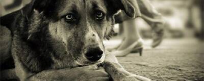 Хинштейн предложил ввести обязательную регистрацию безнадзорных собак в Самарской области