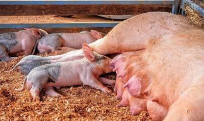 Разведение свиней для пересадки сердец людям анонсировали в Германии