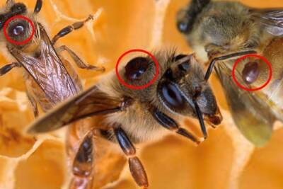 Винни-Пух негодует: в Тульской области нарушили правила содержания медоносных пчёл