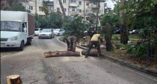 Жители Сочи выступили против вырубки деревьев на Цветном бульваре