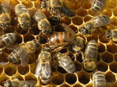 Жители трех деревень Башкирии потребовали не пускать к ним чужих пчел