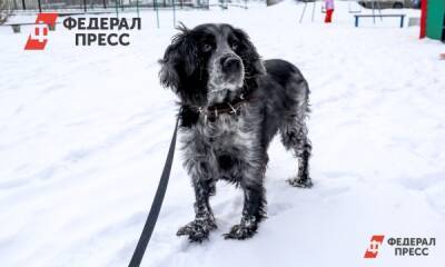В Екатеринбурге домашние собаки пострадали от нападения догхантеров