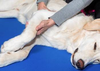 Вывихи коленной чашечки у собак и методы их лечения