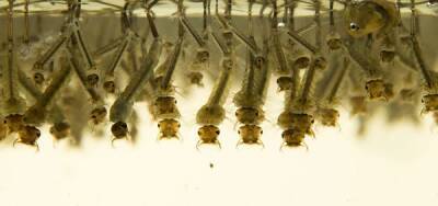 Подмосковные чиновники пообещали убрать личинки комаров из водопровода