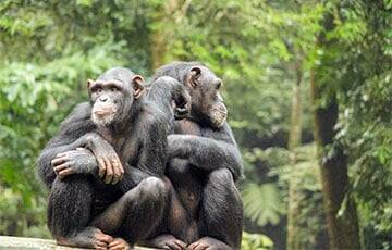 Биологи обнаружили у шимпанзе еще одно необычное умение