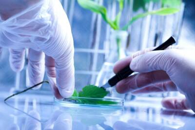 В Петербурге построят центр генетических ресурсов растений