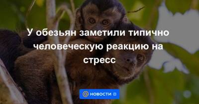 У обезьян заметили типично человеческую реакцию на стресс
