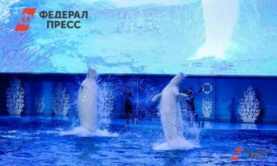 В Нижнем Новгороде выдали разрешение на строительство океанариума