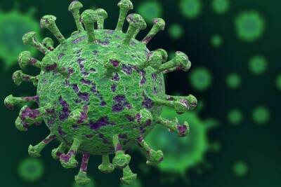 В Новгородской области коронавирусом заболели около 900 человек