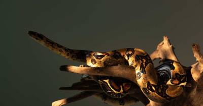 Летающие и гигантские змеи: чего мы не знаем о пресмыкающихся