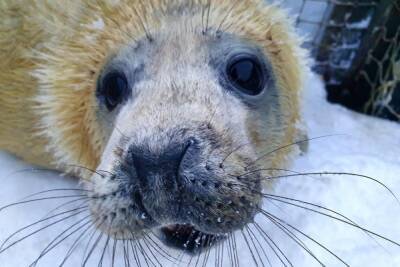 В Мурманске родился краснокнижный тюлень, в соцсетях ему уже выбирают имя