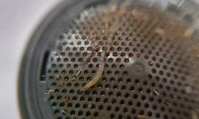 Жильцы домов пожаловались на червей в водопроводе: личинки падают из кранов