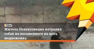 Житель Новокузнецка натравил собак напосаженного нацепь медвежонка