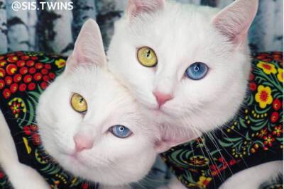 Петербургские кошки-близнецы стали самыми красивыми в мире