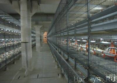 Губернатор Моор назвал ориентировочные сроки открытия "Боровской птицефабрики"
