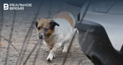 Метшин заявил, что власти Казани стараются цивилизованно и гуманно решить проблему бездомных собак