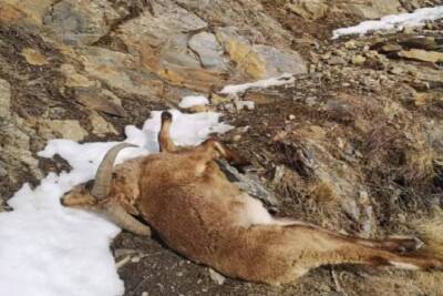 В Дагестане исключили браконьерство как версию массовой гибели горных туров