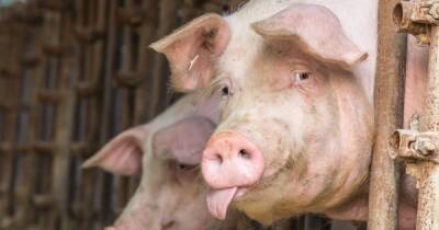 Под Киевом зафиксировали вспышку африканской чумы свиней