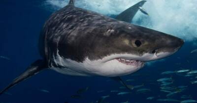 Непохож на белую акулу. Ученые выясняют, как на самом деле выглядел мегалодон