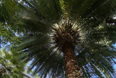 В петербургском Ботаническом саду спилят королевскую Кубинскую пальму
