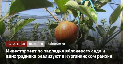 Инвестпроект по закладке яблоневого сада и виноградника реализуют в Курганинском районе