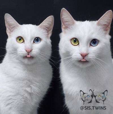 Кошки-близняшки из Петербурга признаны самыми красивыми в мире
