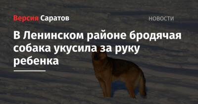 В Ленинском районе бродячая собака укусила за руку ребенка