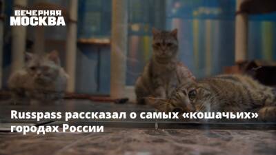 Russpass рассказал о самых «кошачьих» городах России