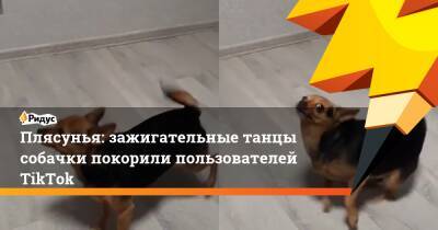 Плясунья: зажигательные танцы собачки покорили пользователей TikTok