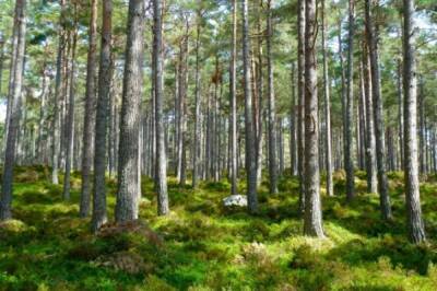 В Подмосковье в этом году восстановят 1300 гектаров леса