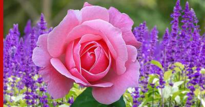 Соседи для розы: 7 растений, которые защитят королеву сада от болезней и вредителей