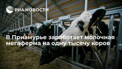 Молочная мегаферма на одну тысячу коров заработает в Приамурье к концу года