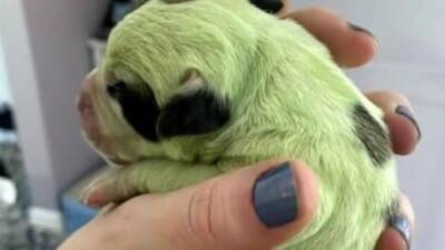 Редкий зеленый щенок родился в Канаде - mir24.tv - Канада - Шотландия - провинция Новая