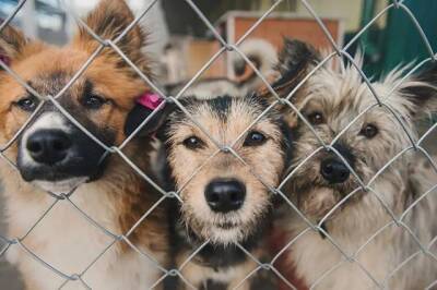 Тверские НКО получат финансирование на создание приютов для животных