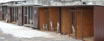 В Брянске приют для бездомных животных за год нашел хозяев для 74 собак