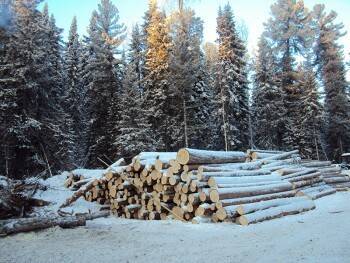 Вологжанин не смог найти границы участка и незаконно нарубил лес на 7 млн рублей