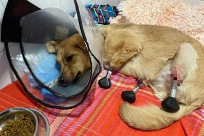 Спасенная новосибирскими ветеринарами собака на 4 биопротезах не полетит в Лондон из-за санкций