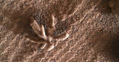 На Марсе нашли крошечный каменный "цветок" (фото)