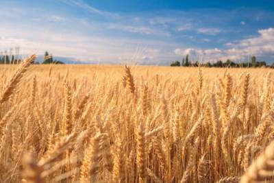 Цена пшеницы выросла до рекордного с 2008 года значения