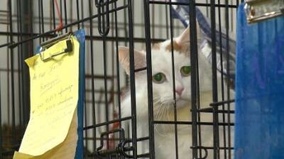 Животные - не вещи: в пензенском приюте отметили День кошек