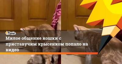 Милое общение кошки с приставучим крысенком попало на видео