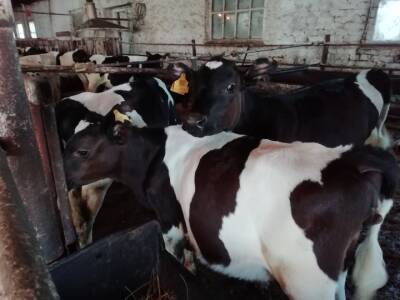 В Башкирии в исправительных учреждениях нарушили правила содержания скота