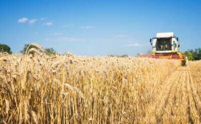 Дефицит зерна: решение проблемы найдено
