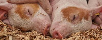 Ученые научили нейронную сеть распознавать эмоции свиней по их хрюканью