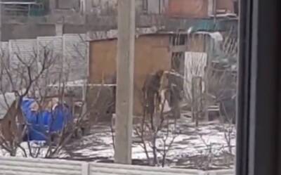 Хуже голодных собак: "вторая" армия мира ворует кур у стариков - видео позора
