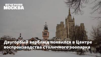 Двугорбый верблюд появился в Центре воспроизводства столичного зоопарка