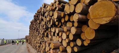 Германия, Финляндия и Турция стали покупателями леса из Карелии в 2022 году