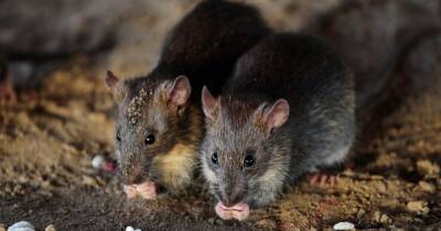 Начать с малого. Ученые потренируются на крысах, прежде чем воскресить мамонта
