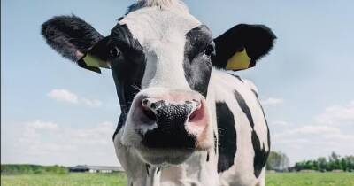 В США создали генетически модифицированных коров: их мясо скоро будут продавать во всем мире